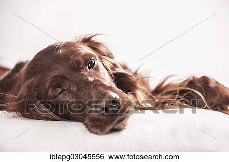 Stock Photograph - Irish Red Setter relaxing on a pillow. Fotosearch