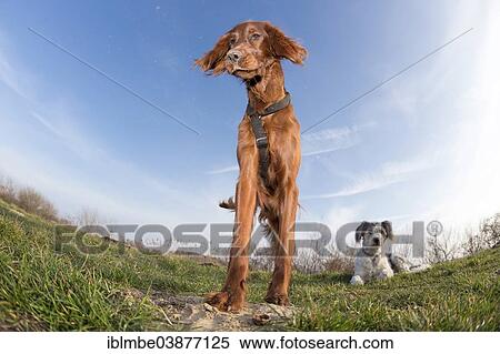 "Irish Setter bitch and mixed breed male dog on a meadow, Wustermark, Brandenburg, Germany, Europe" View Large Photo Image Stock Photography - "Irish Setter bitch and mixed breed male dog on a meadow, Wustermark, Brandenburg, Germany, Europe". Fotosearch