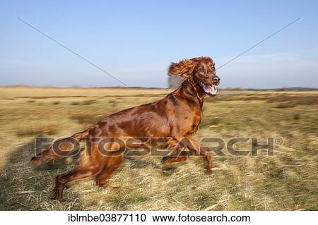 "Irish Setter bitch running across a field, Havel, Ketzin, Brandenburg, Germany, Europe" View Large Photo Image Stock Image - "Irish Setter bitch running across a field, Havel, Ketzin, Brandenburg, Germany, Europe". Fotosearch