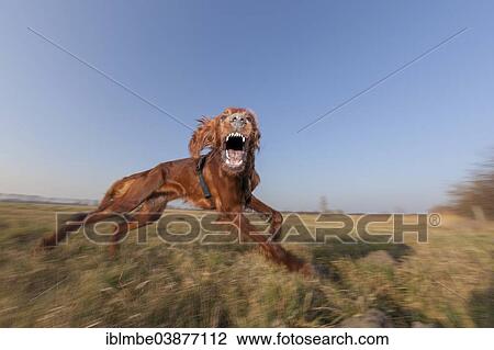 "Irish Setter dog displaying playful aggressive behavior, Wustermark, Brandenburg, Germany, Europe" View Large Photo Image Stock Image - "Irish Setter dog displaying playful aggressive behavior, Wustermark, Brandenburg, Germany, Europe". Fotosearch