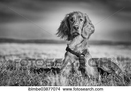 "Irish Setter dog lying in a field, Wustermark, Brandenburg, Germany, Europe" View Large Photo Image Picture - "Irish Setter dog lying in a field, Wustermark, Brandenburg, Germany, Europe". Fotosearch