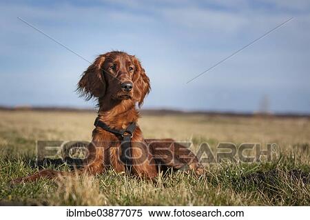 "Irish Setter dog lying in a field, Wustermark, Brandenburg, Germany, Europe" View Large Photo Image Stock Photography - "Irish Setter dog lying in a field, Wustermark, Brandenburg, Germany, Europe". Fotosearch