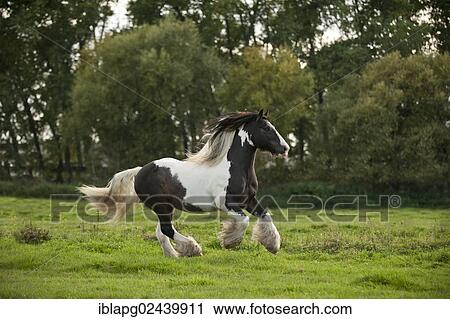 Stock Image - Irish Tinker galloping across a meadow. Fotosearch