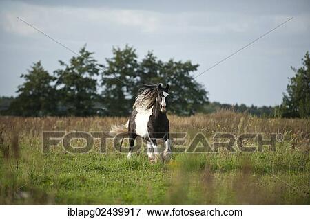 Irish Tinker galloping across a meadow View Large Photo Image Stock Photo - Irish Tinker galloping across a meadow. Fotosearch