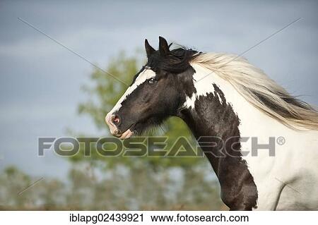 "Irish Tinker, portrait" View Large Photo Image Stock Image - "Irish Tinker, portrait". Fotosearch