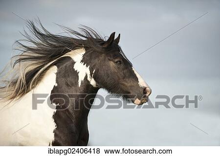 Stock Photo - "Irish Tinker, portrait". Fotosearch
