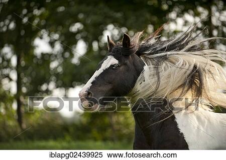 "Irish Tinker, portrait" View Large Photo Image Stock Photography - "Irish Tinker, portrait". Fotosearch