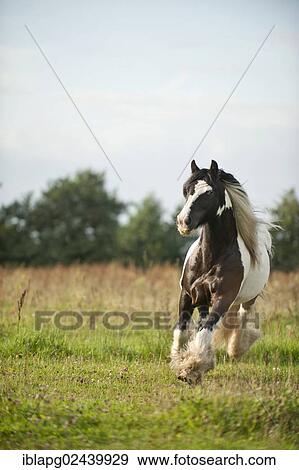 Irish Tinker trotting across a meadow View Large Photo Image Stock Photo - Irish Tinker trotting across a meadow. Fotosearch