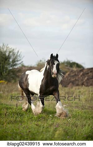 Irish Tinker trotting across a meadow View Large Photo Image Stock Photography - Irish Tinker trotting across a meadow. Fotosearch