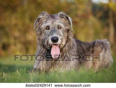 Irish Wolfhound lying in a meadow View Large Photo Image Stock Image - Irish Wolfhound lying in a meadow. Fotosearch