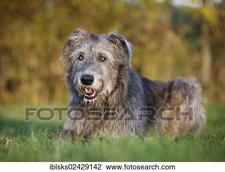 Irish Wolfhound lying in a meadow View Large Photo Image Stock Image - Irish Wolfhound lying in a meadow. Fotosearch
