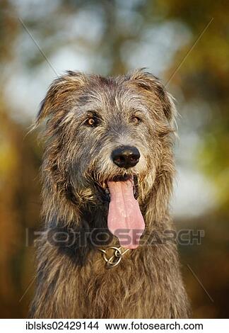 "Irish Wolfhound, portrait, panting" View Large Photo Image Picture - "Irish Wolfhound, portrait, panting". Fotosearch