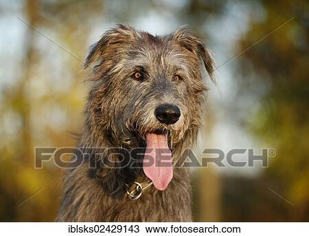 "Irish Wolfhound, portrait, panting" View Large Photo Image Stock Image - "Irish Wolfhound, portrait, panting". Fotosearch