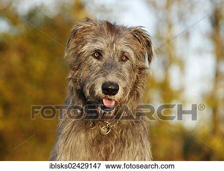 "Irish Wolfhound, portrait" View Large Photo Image Stock Photo - "Irish Wolfhound, portrait". Fotosearch