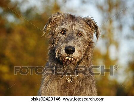 "Irish Wolfhound, portrait" View Large Photo Image Stock Photograph - "Irish Wolfhound, portrait". Fotosearch