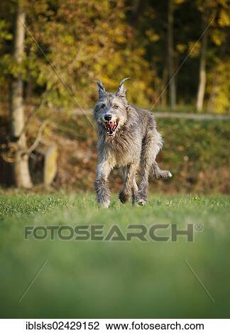 Irish Wolfhound running across a meadow View Large Photo Image Stock Image - Irish Wolfhound running across a meadow. Fotosearch
