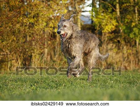 Irish Wolfhound running across a meadow View Large Photo Image Stock Photo - Irish Wolfhound running across a meadow. Fotosearch