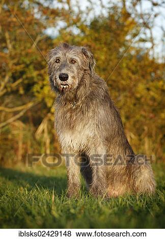 "Irish Wolfhound, sitting in a meadow" View Large Photo Image Stock Photo - "Irish Wolfhound, sitting in a meadow". Fotosearch