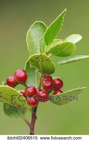 "Italian Buckthorn or Mediterranean Buckthorn (Rhamnus alaternus), Provence, Southern France, France, Europe" View Large Photo Image Stock Photography - "Italian Buckthorn or Mediterranean Buckthorn (Rhamnus alaternus), Provence, Southern France, France, Europe". Fotosearch