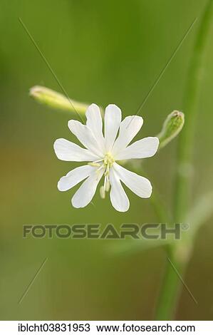 "Italian Catchfly (Silene nemoralis), flower, Provence, Southern France, France, Europe" View Large Photo Image Stock Image - "Italian Catchfly (Silene nemoralis), flower, Provence, Southern France, France, Europe". Fotosearch