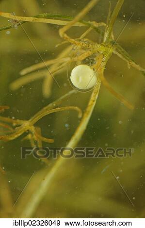 Stock Photo - "Italian Crested Newt (Triturus carnifex), developing egg, attached to weed underwater, Italy, Europe". Fotosearch