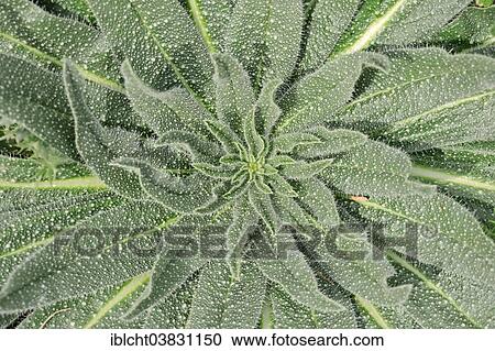 "Italian viper's bugloss (Echium italicum), leaves, Provence, Southern France, France, Europe" View Large Photo Image Stock Image - "Italian viper's bugloss (Echium italicum), leaves, Provence, Southern France, France, Europe". Fotosearch