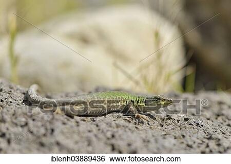 "Italian Wall Lizard (Podarcis siculus), Province of Messina, Sicily, Italy, Europe" View Large Photo Image Stock Photograph - "Italian Wall Lizard (Podarcis siculus), Province of Messina, Sicily, Italy, Europe". Fotosearch