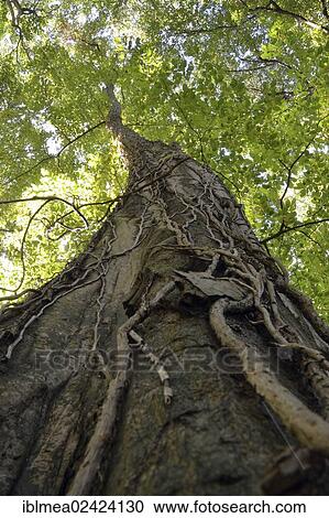 Ivy-covered beech (Fagus) in the jungle of the Nationalpark Hainich, Thuringia, Germany, Europe View Large Photo Image Stock Image - Ivy-covered beech (Fagus) in the jungle of the Nationalpark Hainich, Thuringia, Germany, Europe. Fotosearch