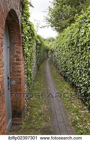 Ivy-covered wall View Large Photo Image Stock Image - Ivy-covered wall. Fotosearch