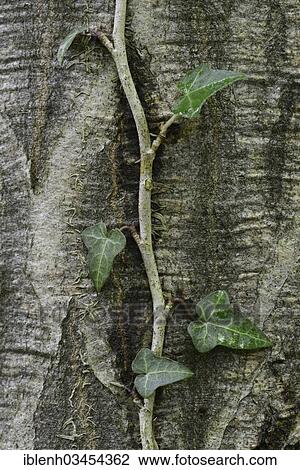 "Ivy (Hedera helix) on a European Hornbeam (Carpinus betulus), Stovern Forest, Salzbergen, Emsland, Lower Saxony, Germany, Europe" View Large Photo Image Stock Image - "Ivy (Hedera helix) on a European Hornbeam (Carpinus betulus), Stovern Forest, Salzbergen, Emsland, Lower Saxony, Germany, Europe". Fotosearch