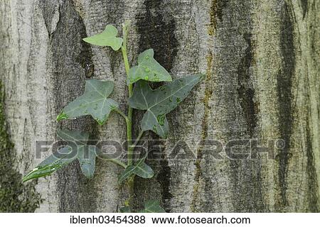 Stock Photo - "Ivy (Hedera helix) on a European Hornbeam (Carpinus betulus), Stovern Forest, Salzbergen, Emsland, Lower Saxony, Germany, Europe". Fotosearch