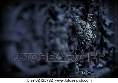 "Ivy (Hedera helix) with fence, Alter Sudfriedhof cemetery, Munich, Bavaria, Germany, Europe" View Large Photo Image Stock Image - "Ivy (Hedera helix) with fence, Alter Sudfriedhof cemetery, Munich, Bavaria, Germany, Europe". Fotosearch
