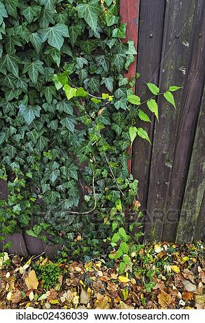 "Ivy (Hedera) on a wooden wall, Germany, Europe" View Large Photo Image Stock Photo - "Ivy (Hedera) on a wooden wall, Germany, Europe". Fotosearch