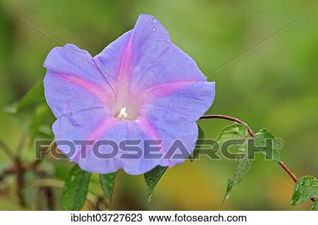 "Ivy-Leaved Morning Glory (Ipomoea hederacea), Sanibel Island, Florida, United States, North America" View Large Photo Image Stock Image - "Ivy-Leaved Morning Glory (Ipomoea hederacea), Sanibel Island, Florida, United States, North America". Fotosearch