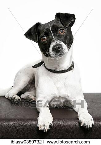 "Jack Russell, bitch" View Large Photo Image Stock Image - "Jack Russell, bitch". Fotosearch