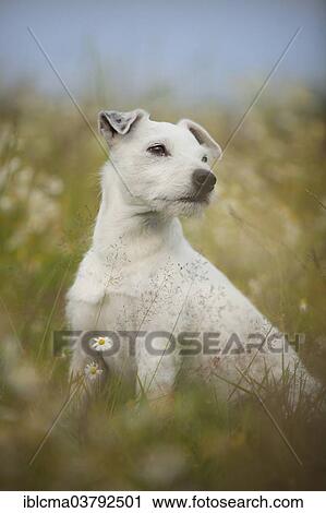 Stock Image - "Jack Russell - Parson Russell Terrier, male, sitting in meadow". Fotosearch