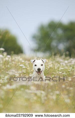 "Jack Russell - Parson Russell Terrier, male, sitting in flower meadow" View Large Photo Image Stock Photo - "Jack Russell - Parson Russell Terrier, male, sitting in flower meadow". Fotosearch