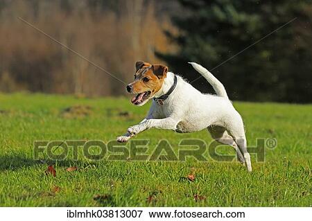 Stock Photo - "Jack Russell running over meadow, Germany, Europe". Fotosearch
