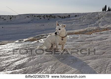 "Jack Russell Terrier at the Travertine terrace formations of Pamukkale, UNESCO World Heritage Site, Denizli, Western Turkey, Turkey, Asia" View Large Photo Image Stock Photo - "Jack Russell Terrier at the Travertine terrace formations of Pamukkale, UNESCO World Heritage Site, Denizli, Western Turkey, Turkey, Asia". Fotosearch