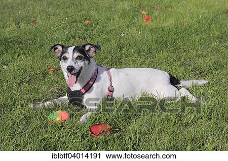 "Jack Russell Terrier bitch, 11 years, lying on grass with dog toy, panting" View Large Photo Image Stock Image - "Jack Russell Terrier bitch, 11 years, lying on grass with dog toy, panting". Fotosearch