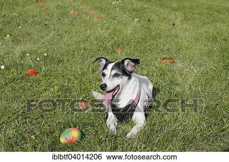 "Jack Russell Terrier bitch, 11 years, lying on grass, with dog toy" View Large Photo Image Stock Photograph - "Jack Russell Terrier bitch, 11 years, lying on grass, with dog toy". Fotosearch