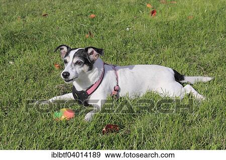 jack, russell, terrier, hündin, 11, jahre, lügen gras, mit Hund, Jack Russel Terrier, Spielzeug, Wiese, Lüge