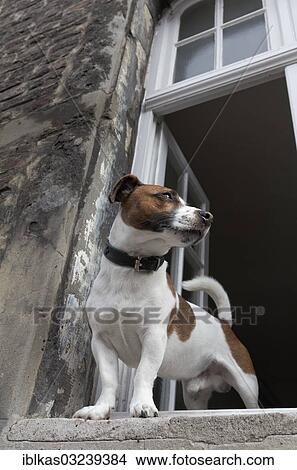 "Jack Russell terrier looking out of an open window, Kaiserswerth, Dusseldorf, Rhineland, North Rhine-Westphalia, Germany, Europe" View Large Photo Image Picture - "Jack Russell terrier looking out of an open window, Kaiserswerth, Dusseldorf, Rhineland, North Rhine-Westphalia, Germany, Europe". Fotosearch