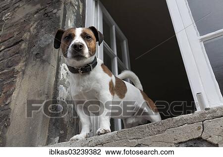 "Jack Russell terrier looking out of an open window, Kaiserswerth, Dusseldorf, Rhineland, North Rhine-Westphalia, Germany, Europe" View Large Photo Image Stock Image - "Jack Russell terrier looking out of an open window, Kaiserswerth, Dusseldorf, Rhineland, North Rhine-Westphalia, Germany, Europe". Fotosearch