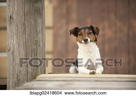 Jack Russell Terrier lying in front of a wooden wall View Large Photo Image Picture - Jack Russell Terrier lying in front of a wooden wall. Fotosearch