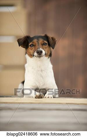 Jack Russell Terrier lying in front of a wooden wall View Large Photo Image Stock Photograph - Jack Russell Terrier lying in front of a wooden wall. Fotosearch