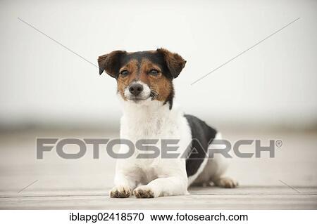 Jack Russell Terrier lying on a jetty View Large Photo Image Stock Image - Jack Russell Terrier lying on a jetty. Fotosearch