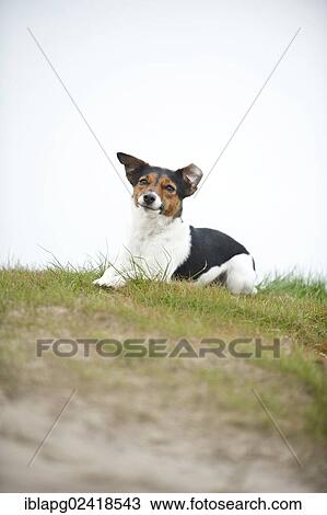 Jack Russell Terrier lying on the beach View Large Photo Image Stock Image - Jack Russell Terrier lying on the beach. Fotosearch