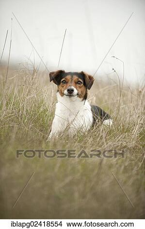 Jack Russell Terrier, lying View Large Photo Image Picture - Jack Russell Terrier, lying. Fotosearch