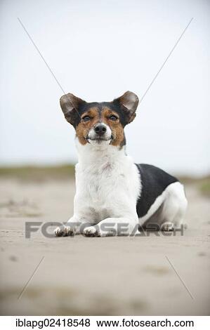 Jack Russell Terrier, lying View Large Photo Image Stock Photo - Jack Russell Terrier, lying. Fotosearch